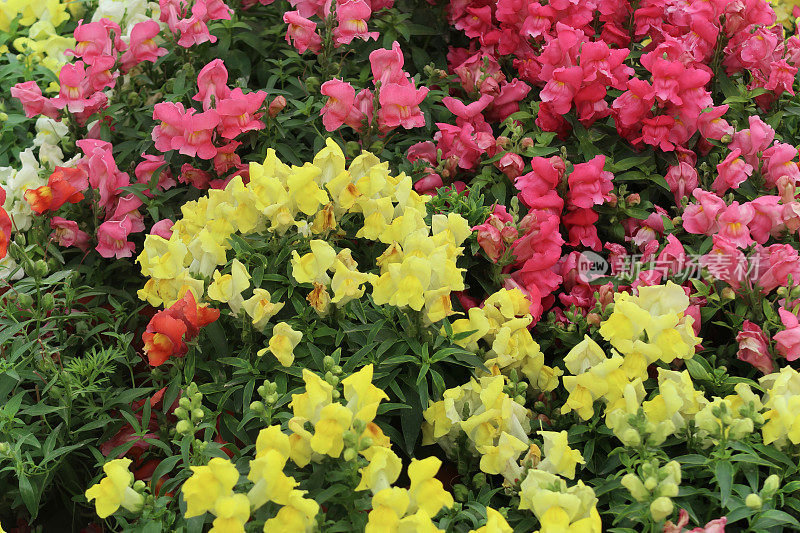 黄色和红色条纹花，金鱼草花瓣照片/狗花穗状花序盛开的一年生夏季花园床上植物